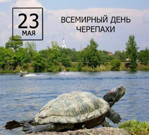 "Всемирный день черепах" "Всемирный день черепах".